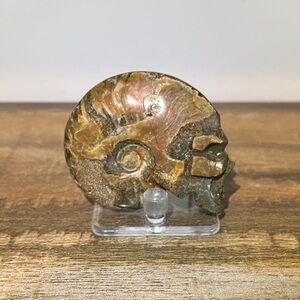 Fossilized Ammonite Sculpture - Brown and Gold